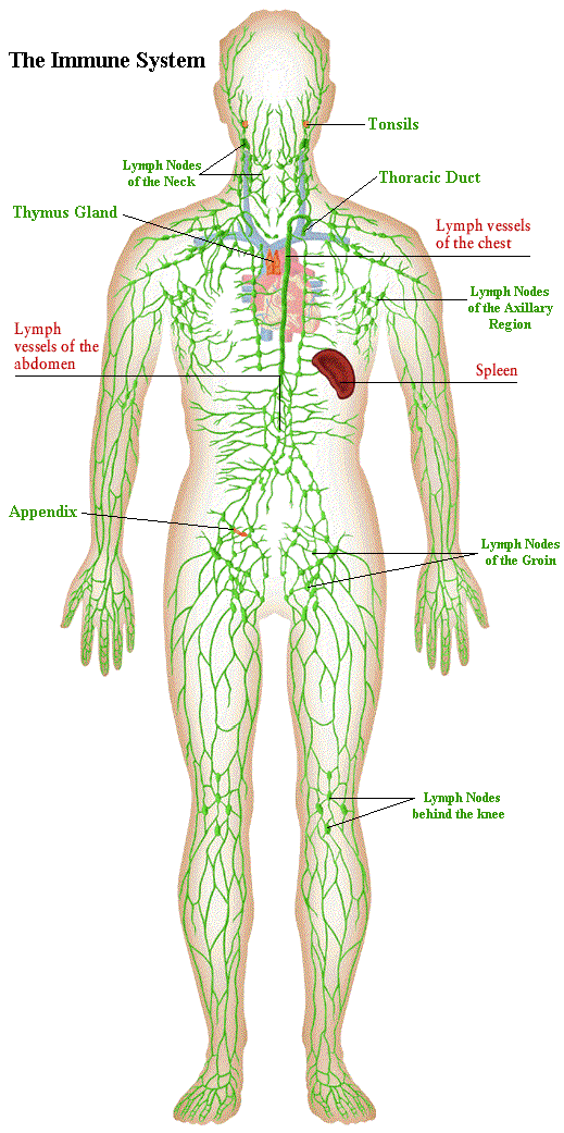 lymphaticsystem